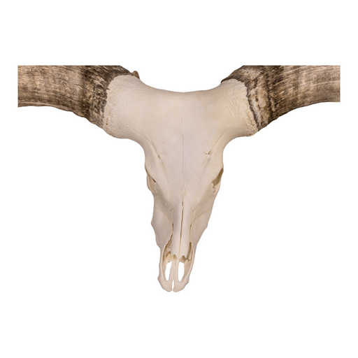 Real Watusi Skull - Extra Large