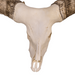 Real Watusi Skull - Extra Large