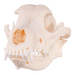 Real Domestic Dog Skull - Husky