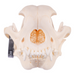 Real Domestic Dog Skull - Husky