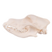 Real Domestic Dog Skull - Husky