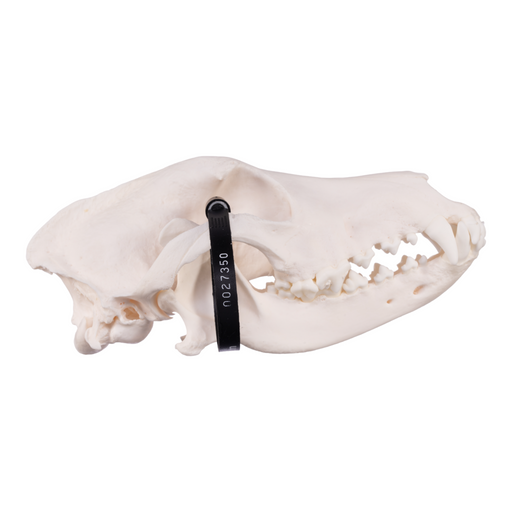 Real Domestic Dog Skull - German Shepherd