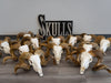 Real Domestic Ram Skull - Premium