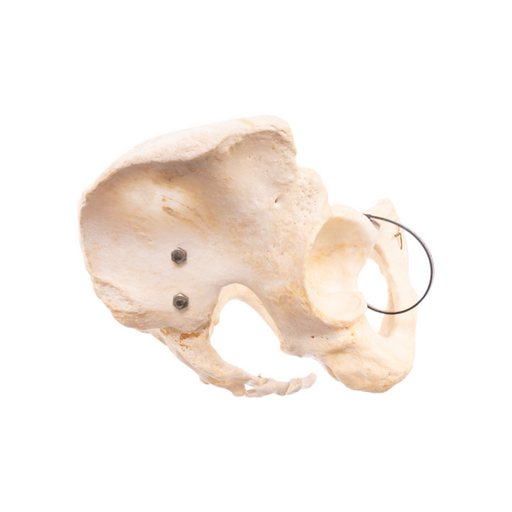 Real Human Pelvis