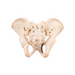 Real Human Pelvis