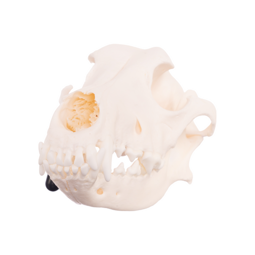 Real Domestic Dog Skull - German Shepherd