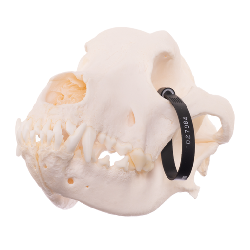 Real Domestic Dog Skull - Mastiff