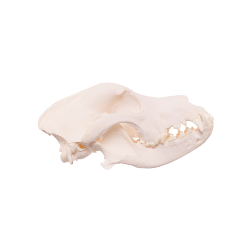 Real Domestic Dog Skull - Mastiff