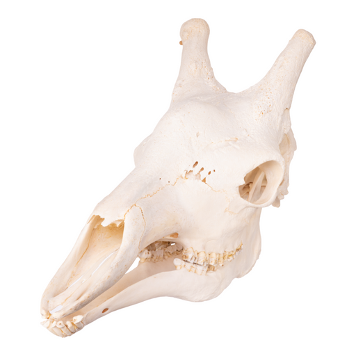 Real Giraffe Skull - Male