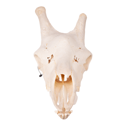 Real Giraffe Skull - Male