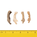 Real Research Quality Human Fetal Half Mandible - Single