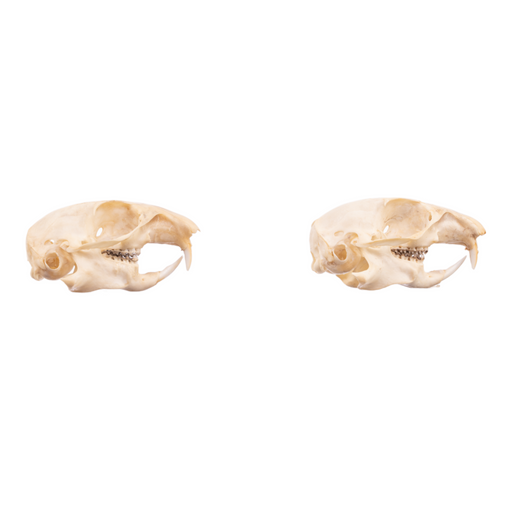 Real Richardson's Ground Squirrel Skull - Male and Female Set