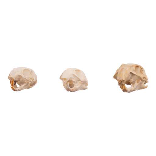 Real Ground Squirrel Skull - Set of 3