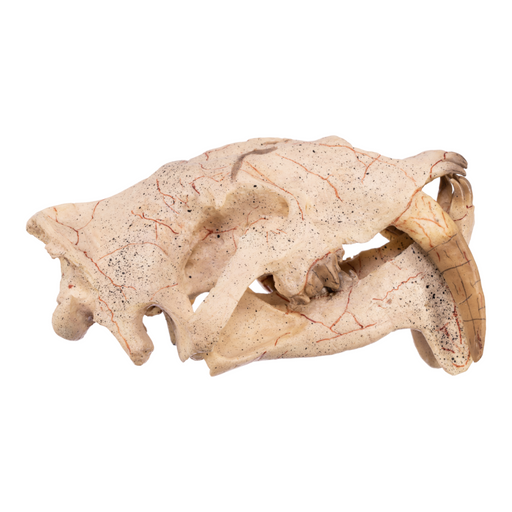 Replica Sabertooth Cat Skull - Eusmilus sicarius