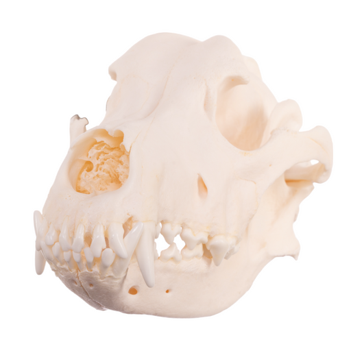 Real Domestic Dog Skull - German Shepherd