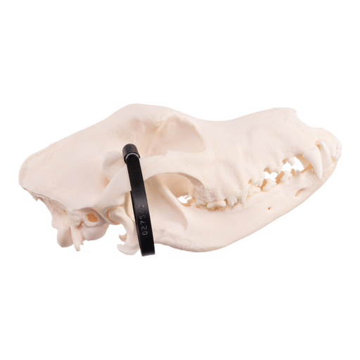 Real Domestic Dog Skull - German Shepherd