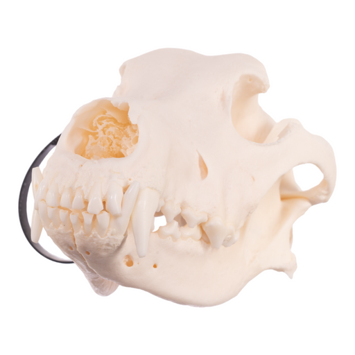 Real Domestic Dog Skull - German Shepherd