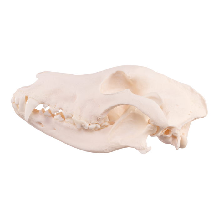 Real Domestic Dog Skull - German Shepherd