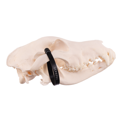 Real Domestic Dog Skull - German Shepherd