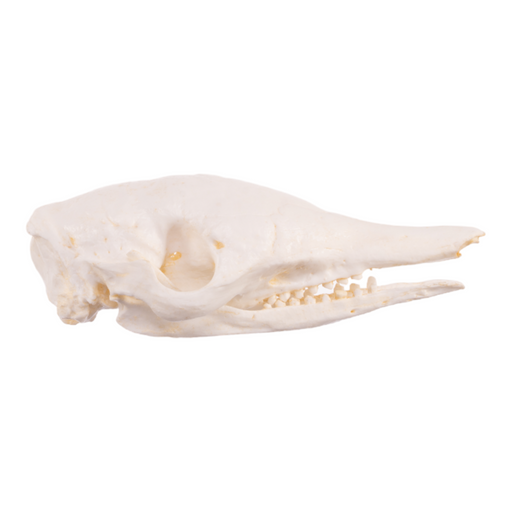 Replica Nine-banded Armadillo Skull