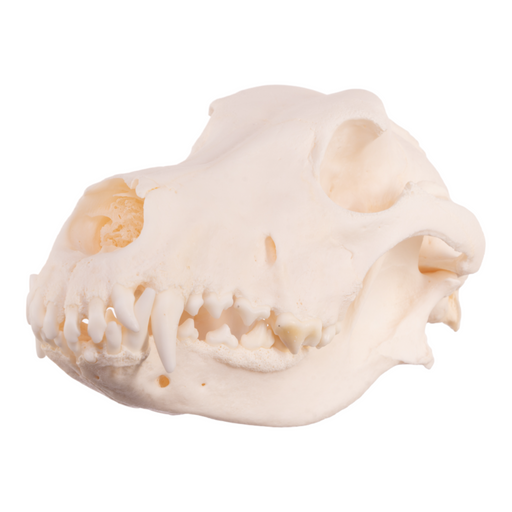 Real Domestic Dog - German Shepherd Skull