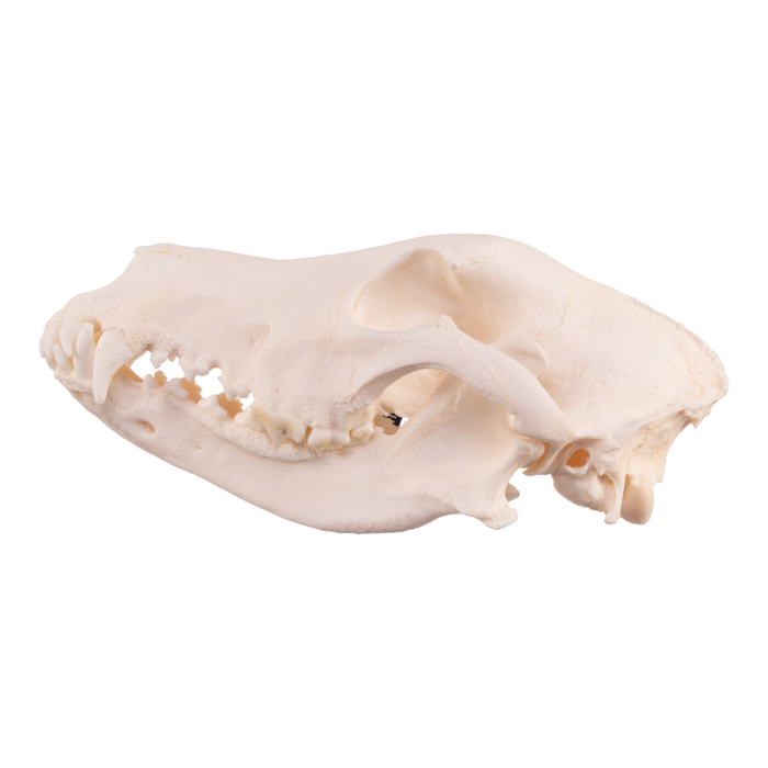 Real Domestic Dog - German Shepherd Skull