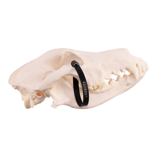 Real Domestic Dog - German Shepherd Skull