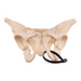 Real Human Pelvis - Articulated