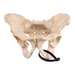 Real Human Pelvis - Articulated