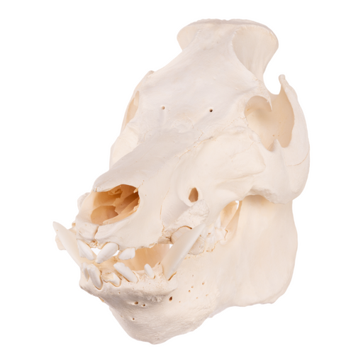 Real Domestic Pig Skull - Extra Large