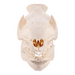 Real Domestic Pig Skull - Extra Large