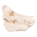 Real Domestic Pig Skull - Extra Large