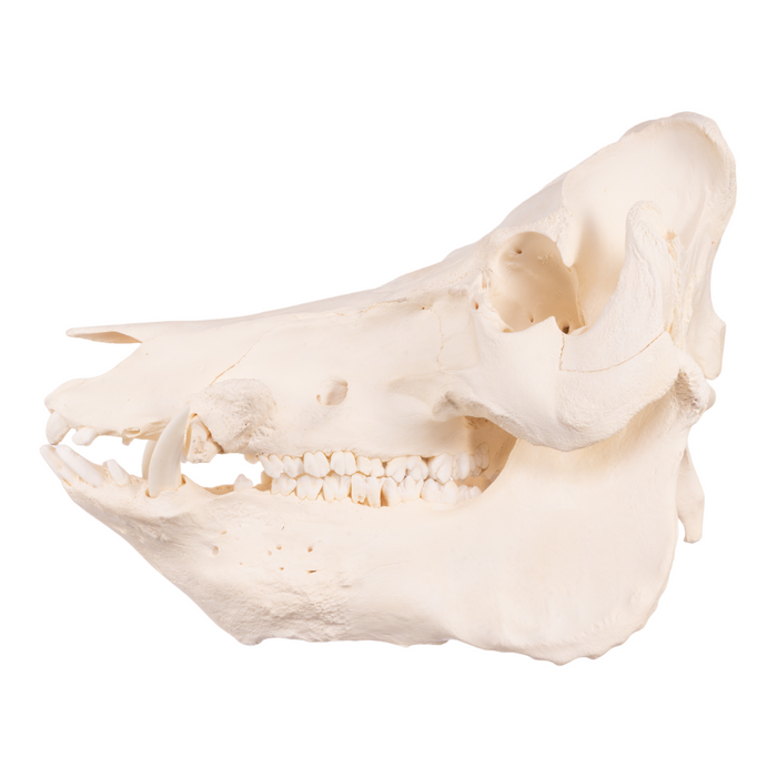 Real Domestic Pig Skull - Extra Large