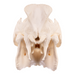 Real Domestic Pig Skull - Extra Large