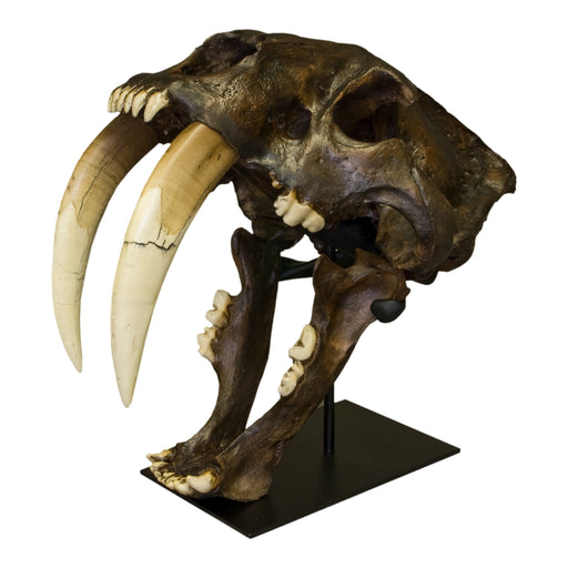 Replica Sabertooth Cat Deluxe Smilodon Skull