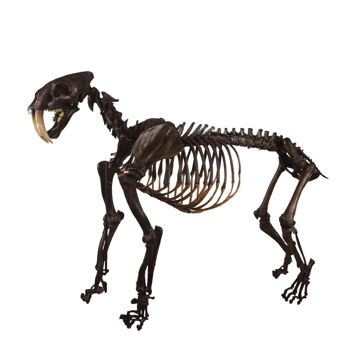 Replica Sabertooth Cat Skeleton For Sale — Skulls Unlimited ...