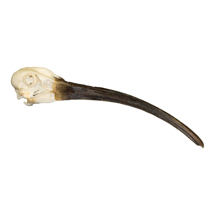 Replica Sacred Ibis Skull