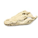 Replica Saltwater Crocodile Skull - 33"