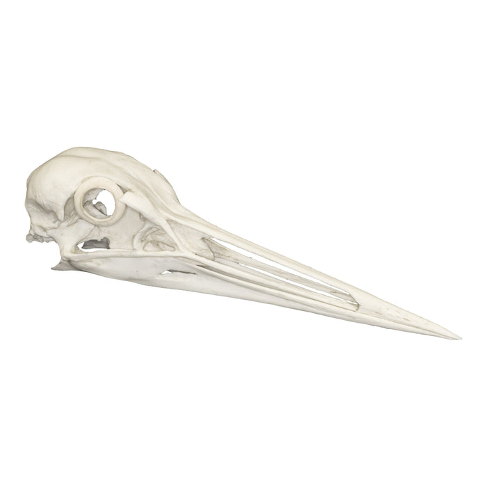 Replica Sandhill Crane Skull