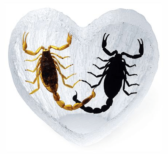 Real Acrylic Gold and Black Scorpion Paperweight - Heart