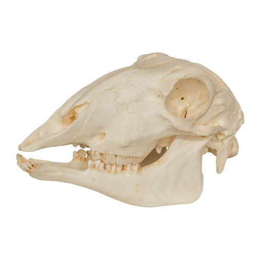 Replica Sheep Skull