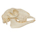 Replica Sheep Skull