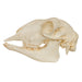 Replica Sheep Skull