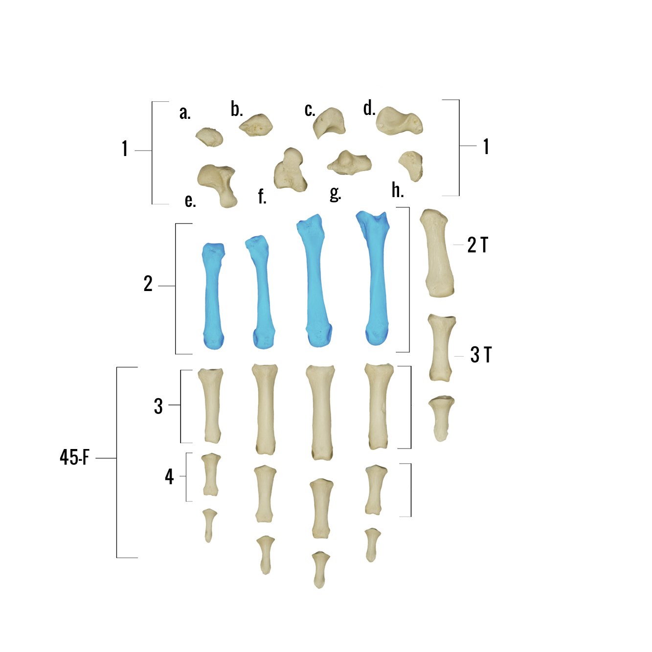 Real Human Bones for Sale