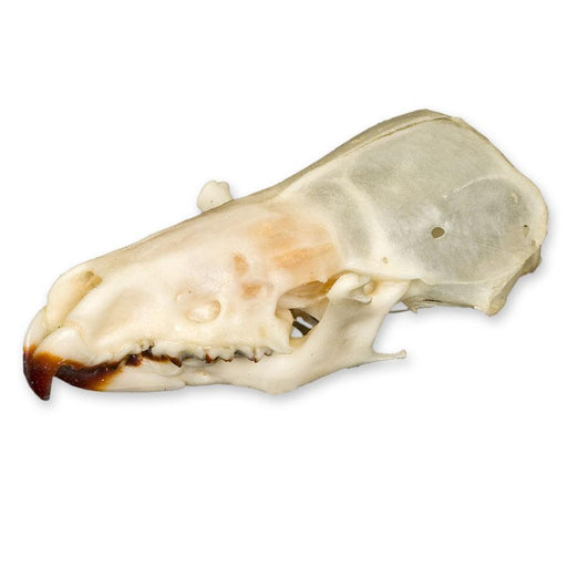 Real Shrew Skull