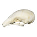 Replica Silky Anteater Skull