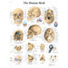 Human Skull Chart - Laminated