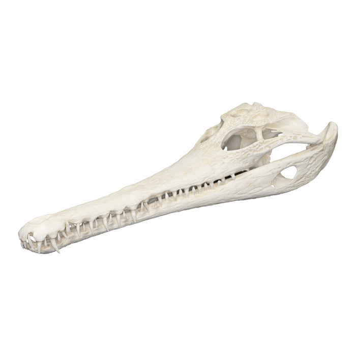 Replica Slender-snouted Crocodile Skull