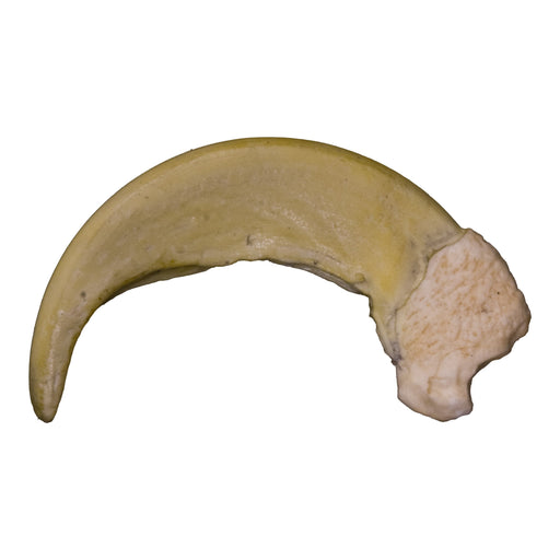 Replica Sloth Bear Claw