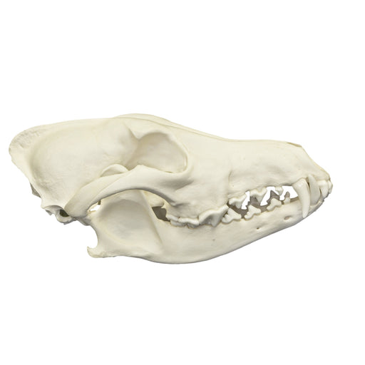 Real Predator and Prey Skull Set